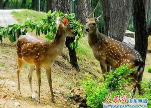 最新季节爆料鹿角,鹿角绽放，探寻鹿角生长的奥秘